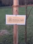 Lauenburg: OMAS pflanzen Korbinian-Baum